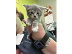 Adopt Melissa a Gray or Blue Domestic Shorthair / Domestic Shorthair / Mixed cat