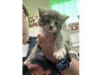 Adopt Maxwell a Gray or Blue Domestic Shorthair / Domestic Shorthair / Mixed cat