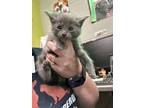 Adopt Mathew a Gray or Blue Domestic Shorthair / Domestic Shorthair / Mixed cat