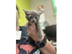 Adopt Michael a Gray or Blue Domestic Shorthair / Domestic Shorthair / Mixed cat