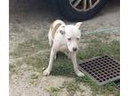 Adopt Charlie a White Terrier (Unknown Type, Small) / Mixed dog in Walterboro