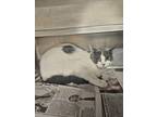 Adopt Kurdva a White Domestic Shorthair / Domestic Shorthair / Mixed cat in