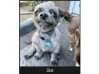 Adopt Ike a Gray/Blue/Silver/Salt & Pepper Toy Poodle / Pomeranian dog in