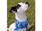 Adopt Hamilton a American Staffordshire Terrier dog in Wheaton, IL (38745411)