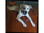 Adopt Finn a Tan/Yellow/Fawn - with White Labrador Retriever / Mixed dog in
