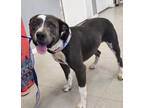 Adopt Kilo a Black American Staffordshire Terrier dog in Kingman, AZ (38745429)