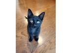 Adopt Molly Mcgee a All Black Domestic Shorthair (short coat) cat in Davidson