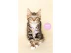 Adopt SONJA a Brown Tabby Domestic Mediumhair (long coat) cat in Wyandotte