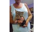 Adopt Dahlia a Domestic Shorthair / Mixed (short coat) cat in PAHRUMP