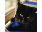 Adopt Maggie a All Black Domestic Shorthair / Mixed cat in Brighton