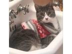 Adopt Tucker a American Shorthair