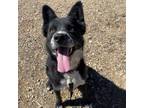 Adopt Sport a Black Collie / Mixed dog in Taos, NM (36297994)