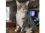 Adopt Nikolina a Calico or Dilute Calico Domestic Shorthair (short coat) cat in