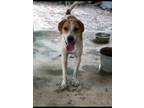 Adopt Cologne a Tan/Yellow/Fawn - with White Hound (Unknown Type) / Boxer /