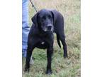 Adopt Reesaw a Black Great Dane / Mixed dog in Bandera, TX (33505327)