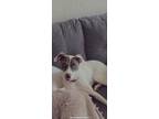 Adopt Aspen a White Catahoula Leopard Dog / Mixed dog in Frisco, TX (33754657)