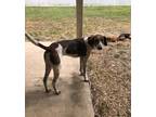 Adopt Brach a Tricolor (Tan/Brown & Black & White) Foxhound / Mixed dog in Baton