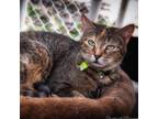 Adopt Patti a Gray or Blue Domestic Shorthair / Mixed cat in Leesburg