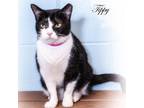 Adopt Tippy a All Black Domestic Shorthair / Mixed cat in Leesburg