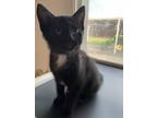 Adopt Harper a All Black Domestic Shorthair (short coat) cat in Watonga