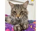 Adopt Rockwell a Gray or Blue Domestic Mediumhair / Mixed cat in Kanab