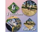 Adopt Phantom a White - with Black Boxer / Mixed Breed (Large) / Mixed dog in