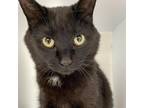 Adopt Grumman a All Black Domestic Shorthair / Mixed cat in Kanab, UT (38454844)