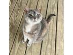 Adopt Zoe a Gray or Blue Domestic Shorthair / Mixed cat in FREEPORT