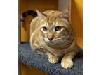 Adopt Louis IN FOSTER a Orange or Red Domestic Shorthair / Domestic Shorthair /