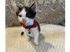 Adopt Billy a Domestic Shorthair cat in Calimesa, CA (36513944)