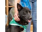 Adopt Winston a Black Labrador Retriever, Shepherd