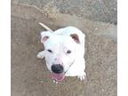 Adopt Rolly a White American Pit Bull Terrier / Mixed dog in Silver Springs