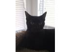 Adopt Alvin a All Black Domestic Shorthair (short coat) cat in SCOTLAND NECK