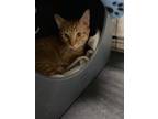 Adopt Dublin a Domestic Short Hair