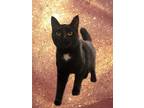 Adopt Toothless a Black (Mostly) Domestic Shorthair (short coat) cat in Upper