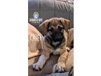 Adopt Country Litter: Chief a Belgian Shepherd / Malinois, Anatolian Shepherd