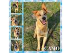 Adopt Camo a Cattle Dog