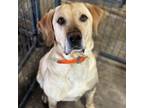 Adopt Toni (Tucker) CFS# 240025596 a Yellow Labrador Retriever
