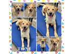 Adopt Toni (Tucker) CFS# 240025596 a Yellow Labrador Retriever