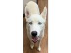 Adopt ZURICH a White Siberian Husky / Mixed dog in PLANO, TX (36306424)