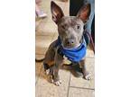 Adopt Smoke a Pit Bull Terrier, Mixed Breed