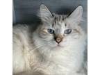 Adopt Josie a White (Mostly) Siamese / Mixed cat in Fort Lauderdale