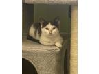 Adopt Lionel a White (Mostly) Domestic Shorthair (short coat) cat in Archbold