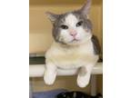 Adopt Kayden a Gray or Blue Domestic Shorthair / Domestic Shorthair / Mixed cat