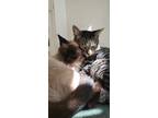 Adopt Harvey and Henry a Brown or Chocolate (Mostly) Domestic Shorthair (short