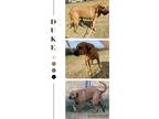 Adopt Duke a Red/Golden/Orange/Chestnut Redbone Coonhound / Mixed dog in North