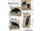 Adopt Jackie & Dean a Black - with Brown, Red, Golden, Orange or Chestnut
