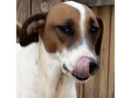 Adopt Sunny a White - with Tan, Yellow or Fawn Bluetick Coonhound / Doberman