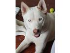 Adopt Nico a Tan/Yellow/Fawn - with White Siberian Husky / Labrador Retriever /