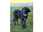 Adopt Jerry a Black - with White Labrador Retriever / German Shepherd Dog /